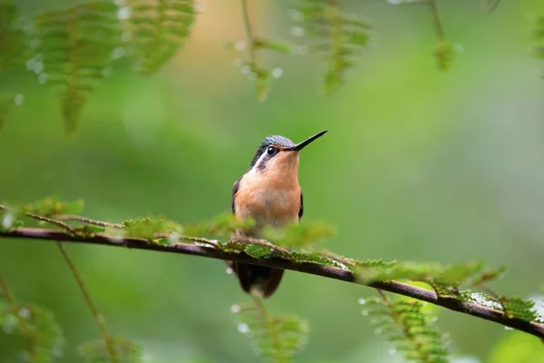 Colorful hummingbird isolated, Costa Rica