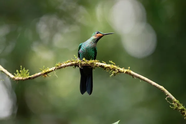 Colorful hummingbird isolated, Costa Rica