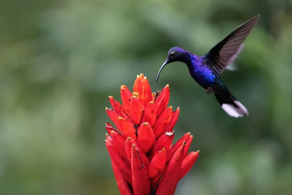 Dziki Koliber Karmiący Nektar Kwiatów — Zdjęcie stockowe
