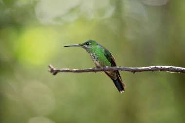 Renkli sinekkuşu, Kosta Rika 'nın vahşi yaşamı