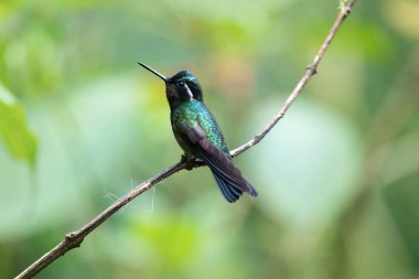 Renkli sinekkuşu, Kosta Rika 'nın vahşi yaşamı