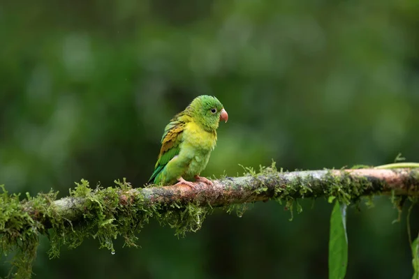 Green parrot isolated, Costa Rica wildlife