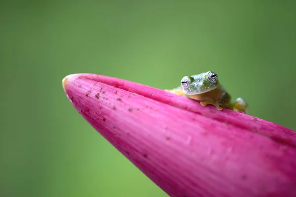 Pembe Çiçekte Şirin Küçük Kurbağa — Stok fotoğraf