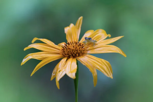 Маленькая Стеклянная Лягушка Жёлтом Цветке — стоковое фото