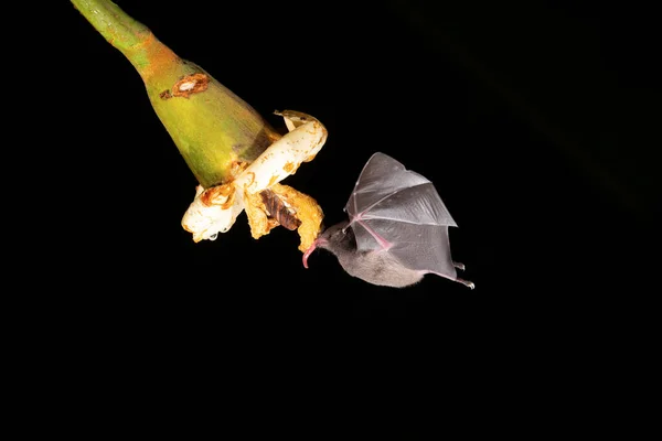 Bat Feeding Nectar Flower — Stock Photo, Image