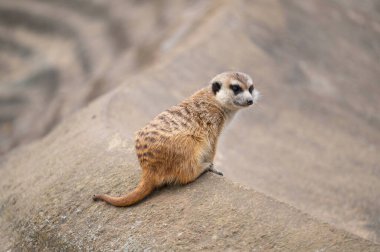 Suricata komik bir şekilde izole edilmiş.