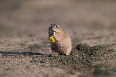 Yer sincabı karahindiba çiçeği yiyor.