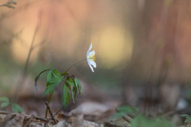 Ormanda bahar şakayığı çiçeği
