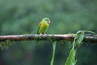 Yeşil papağan, Kosta Rika 'nın yaban hayatı.