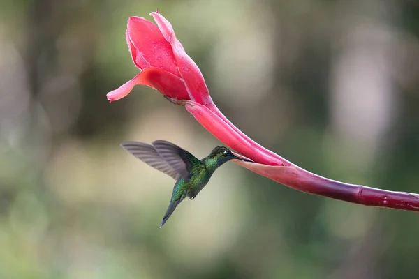 Koliber Lecący Kwiatu — Zdjęcie stockowe