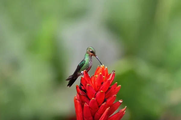 Bonito Beija Flor Alimentando Néctar Doce — Fotografia de Stock