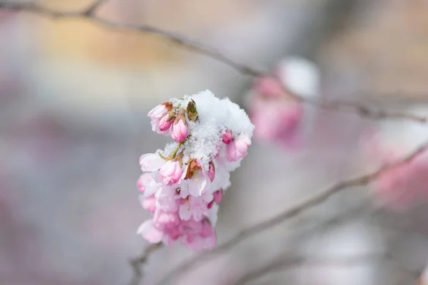 Neuschnee Blühenden Frühlingsbaum — Stockfoto