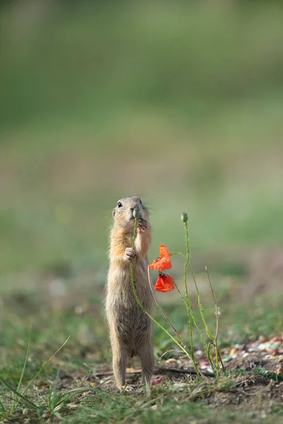 Cute ground squirrel with poppy flower