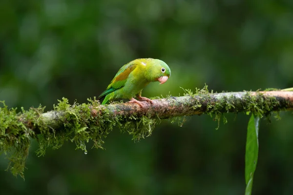 Green parrot isolated, wildlife of Costa Rica