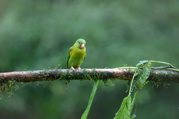 Green parrot isolated, wildlife of Costa Rica
