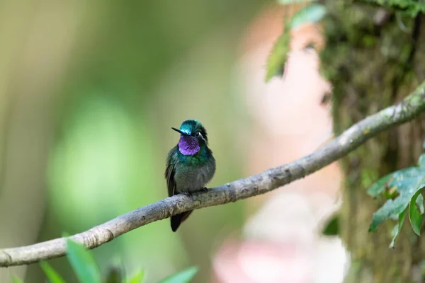 Colorful Hummingbird Branch — Stock Photo, Image