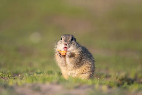 Erdhörnchen Frisst Stück Möhre — Stockfoto