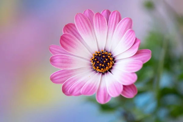 White Pink Daisy Flower — Stock Photo, Image