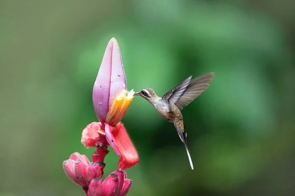 Hermit Hummingbird Pink Flower — Stock Photo, Image