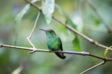 Ağaç dalındaki yeşil sinekkuşu