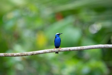 Minik mavi kuş, Kosta Rika 'nın vahşi yaşamı