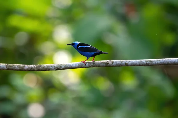 Tiny blue bird, wildlife of Costa Rica