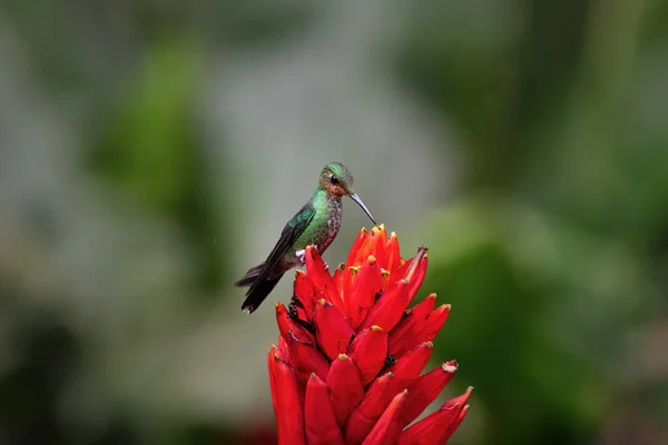 Hummingbird Feeding Red Flower — Stock Photo, Image
