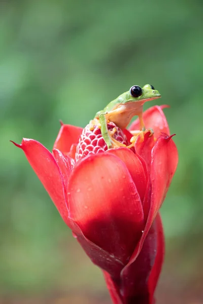 红花上的异国树蛙 — 图库照片