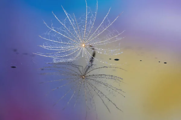 Dandelion Seed Detail Pastel Background — Stock Photo, Image