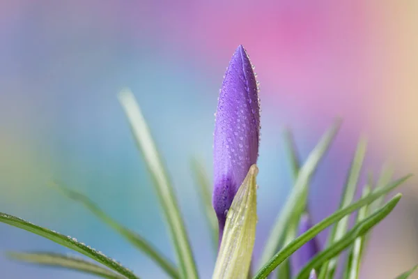 Fleur Crocus Violet Début Printemps — Photo