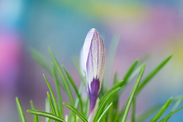 Crocus Fleur Pourpre Blanc — Photo