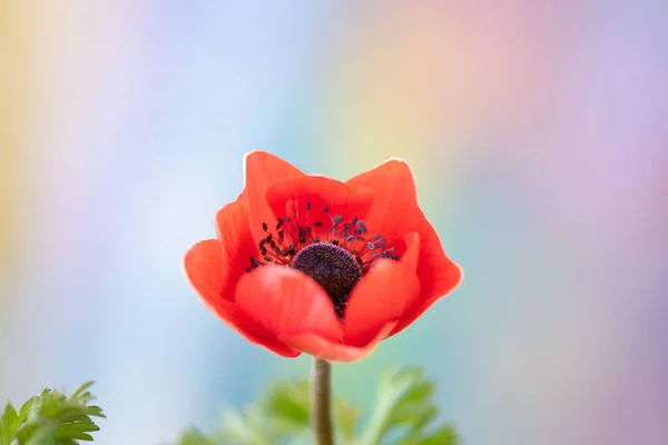 Red Anemone Flower Close — Stock Photo, Image