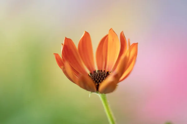 Beautiful Daisy Flower Pastel Background — Stock Photo, Image