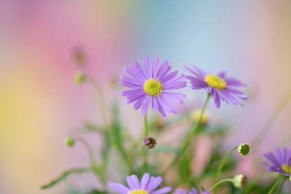 Fialová Květinka Zblízka — Stock fotografie