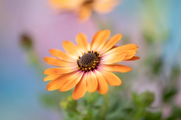 Krásná Sedmikráska Květina Pastelové Pozadí — Stock fotografie