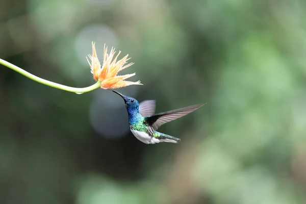 Beija Flor Colorido Alimentando Néctar Doce — Fotografia de Stock