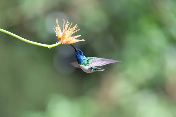 Passarinho Voador Alimentando Uma Flor — Fotografia de Stock