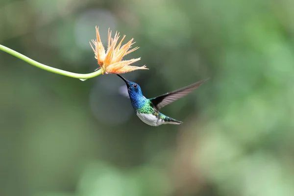 Hummingbird Alimentação Flor Laranja — Fotografia de Stock
