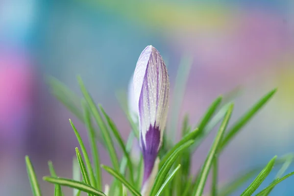 Crocus flower purple and white — Stock Image Crocus Flower Purple White Royalty Free Stock Images