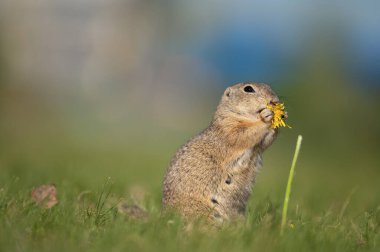 Yer sincabı karahindiba çiçeği yiyor.
