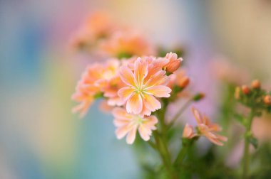Turuncu Bahar çiçeklerinin ayrıntıları