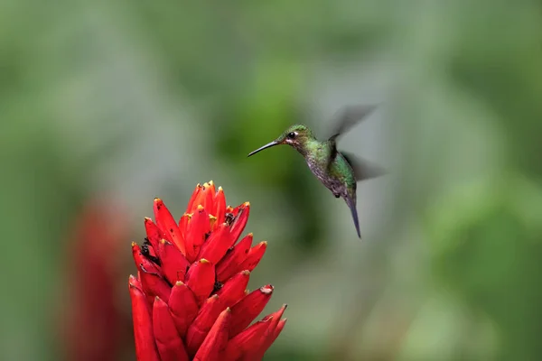 Beija Flor Voando Para Flor Vermelha — Fotografia de Stock