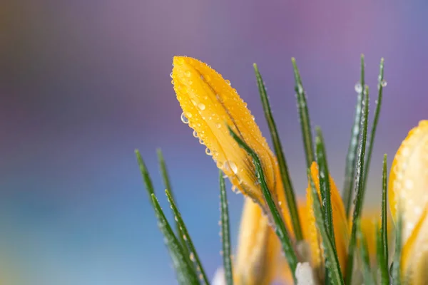 Gelbe Krokusblüte Morgentau — Stockfoto