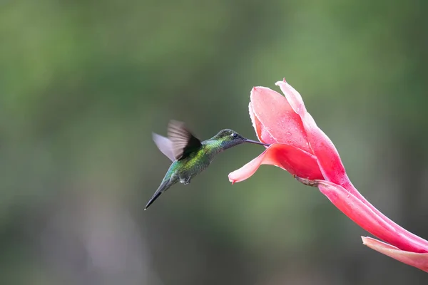 Hummingbird Colorido Alimentando Flor Vermelha — Fotografia de Stock