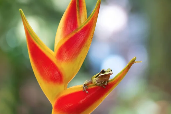 Rana Árbol Relajante Flor Exótica — Foto de Stock