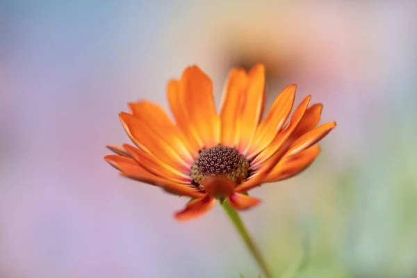 Beautiful Spring Daisy Flower Isolated — Stock Photo, Image