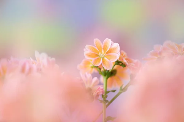 Flor Primavera Ensueño Tonos Pastel — Foto de Stock