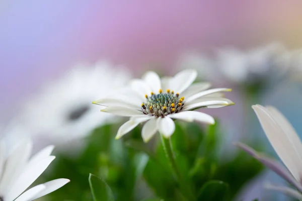 Krásná Jarní Květina Sedmikráska Izolované Stock Snímky