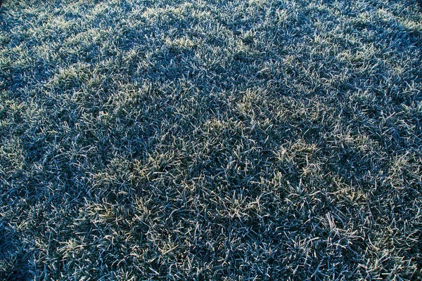 Erba con gelo alla luce del mattino — Foto Stock