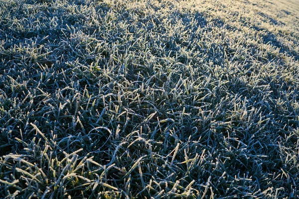 Gräs med frost i morgonljus — Stockfoto